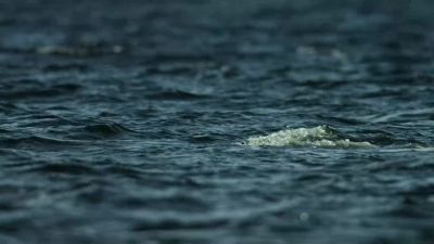 From killer whales to krill, - Our Planet