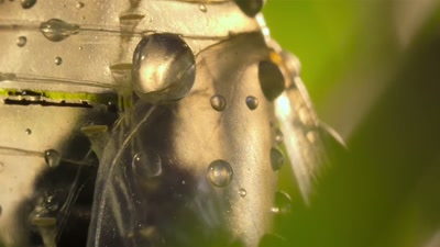 '..from leaf-eating machine - A Year on Planet Earth
