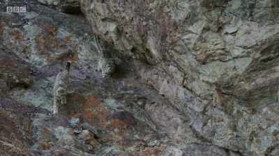 From this moment on,
her cub's life is at risk. - Planet Earth: A Celebration