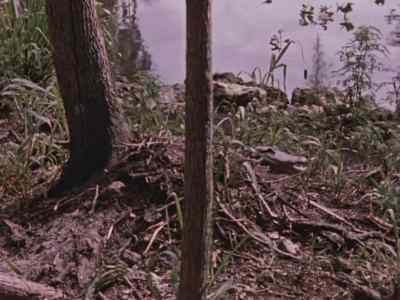 From now on, she'll keep
an almost continual watch
over her eggs. - Prowlers of the Everglades