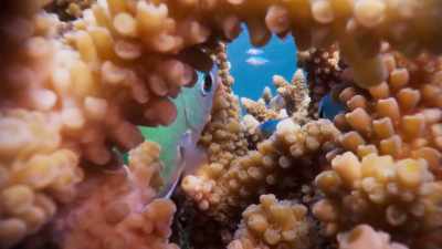 from penthouse suites, - Blue Planet II