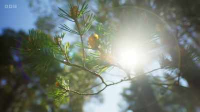 From pine forests,
bogs and peatland, - Wild Isles