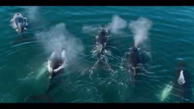From resident gentoo penguins - Our Oceans