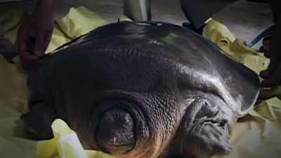 FROM SOFT-SHELL TURTLES
WEIGHING MORE THAN 100 POUNDS - Strange Evidence