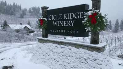 From the 155 Douglas
Fir and Pine trees - Cloudy with a Chance of Christmas