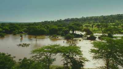 From the ashes, - Serengeti