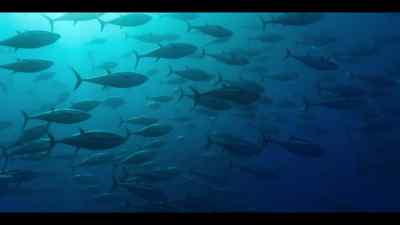 From the Azores, - Our Oceans