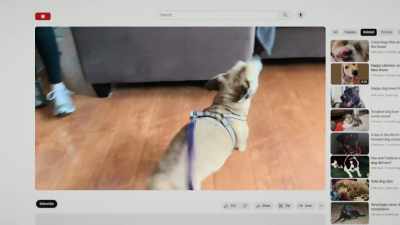 From the current science, - Inside the Mind of a Dog