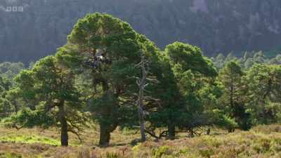 From the gorgeous, gorgeous
golden eagle - Wild Isles