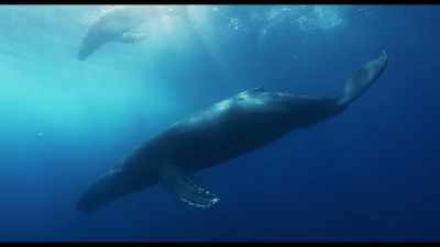 From the smallest microbes
to the largest creatures, - Kiss the Ground