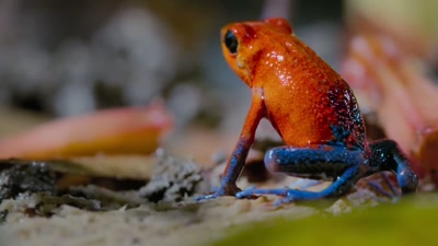 'From the weird...
to the wonderfully colourful. - A Year on Planet Earth