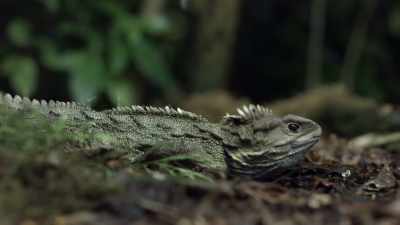 From its third eye, unique teeth,
long life and slow lifestyle, - Modern Dinosaurs
