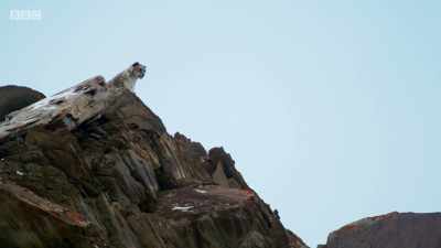 From up here, she can be heard
for miles around. - Planet Earth: A Celebration