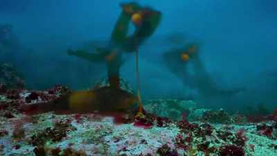 Fronds of kelp, - Blue Planet II