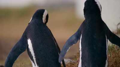 Frustrated singles
often lash out at nesting families. - Penguin Town
