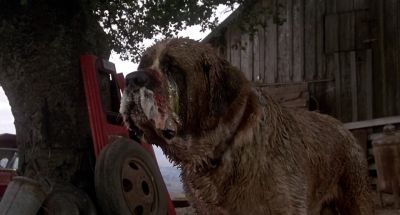 Fuck you dog - Cujo
