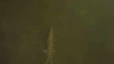 Full-grown crocodiles
are apex predators. - Modern Dinosaurs