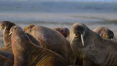 Fully-grown walruses are too thick-skinned. - Big Beasts