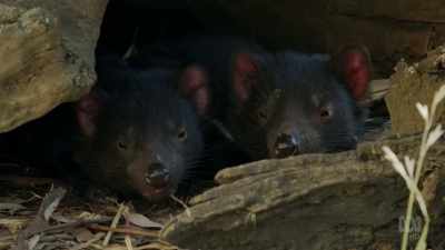 Fully weaned, this is the start
of their independence. - David Attenborough's Tasmania