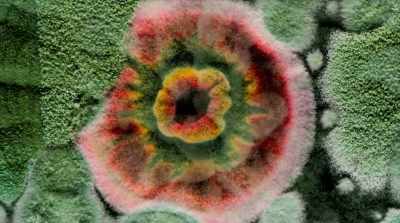 Fungal networks
have defended themselves - Fantastic Fungi
