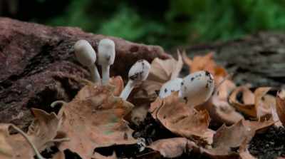 Fungi generate soil
that gives life. - Fantastic Fungi