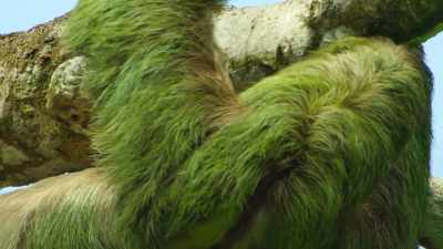 Fungus in his fur produces chemicals - Our Great National Parks
