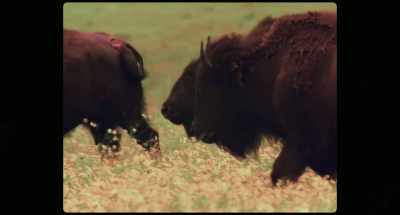 funniest theory - Wild Life