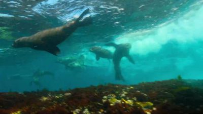 Fur seals thrive and even have time to ride the waves. - Our Planet