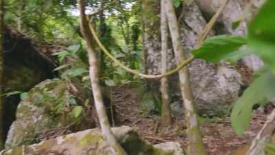 FURTHER ALONG THE CLIFF FACE
ARE OTHER EXTINCT ANIMALS -- - Lost Cities of the Amazon