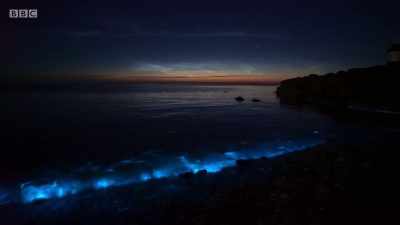 Further along the shoreline,
she's joined by another glimmer. - Wales: Land of the Wild