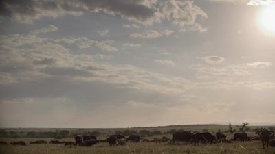 Further south, Naboisho, has a distinct - Chasing the Rains