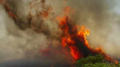 Fynbos fire in full tilt,
with a strong wind behind it, - The Green Planet