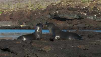 Galapagos marine life
relies on cold, deep currents - Blue Planet II