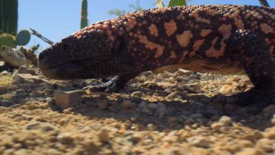 Gambel's quails rely on camouflage to keep their eggs safe. - Tiny World