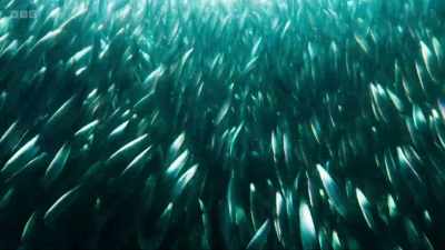 ..gannets, looking for fish
such as mackerel and herring. - Wild Isles
