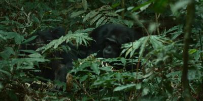 Garbo has another son... - Chimp Empire