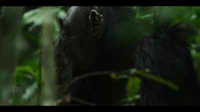 Garbo is the oldest chimp at Ngogo. - Chimp Empire