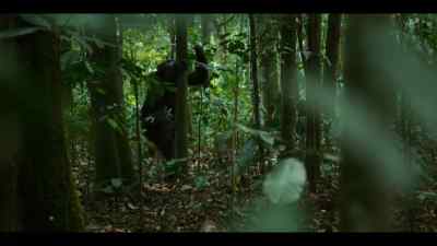 Garbo was too old for the hunt, - Chimp Empire