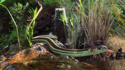 Garter snakes usually hunt on land. - Tiny World