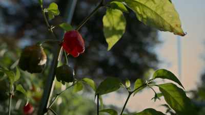 Gary grows out 7 Pot Primos in isolation - Superhot: The Spicy World of Pepper People