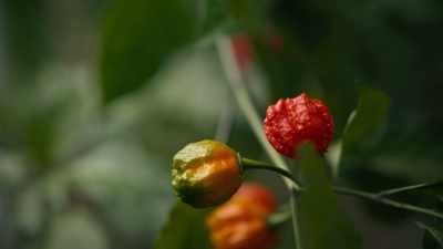 Gary's MacGyvering last night - Superhot: The Spicy World of Pepper People