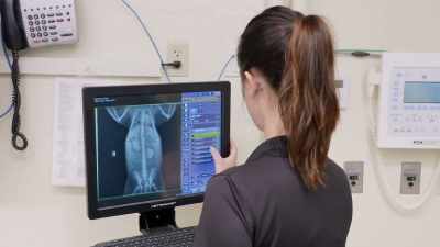 Gas in the gi tract can mean
that there is either - Secrets of the Zoo
