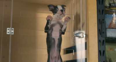 - (gasps) This one.
- (parents laughing) - Strays