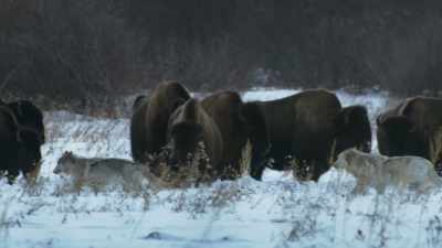 Gathered together and on guard, - Frozen Planet II