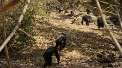 Gathering in a dried-out river bed, - Dynasties
