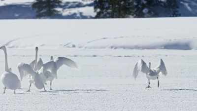 Gathering momentum to lift - Epic Yellowstone