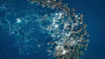 Gathering together
makes the rays easy targets. - Super/Natural
