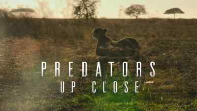 (GAZELLE CALLS IN ALARM) - Predators