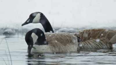[geese honking] - Epic Yellowstone