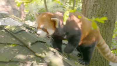 Gen tso, okay,
we're a little hungry. - Secrets of the Zoo